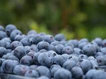 Are blueberries good for diabetics?