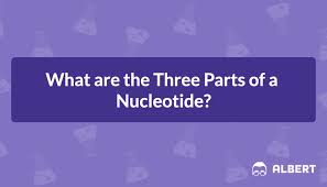three parts of a nucleotide