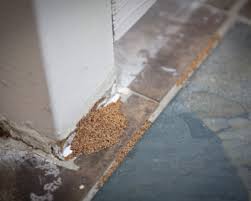 Signs Of Termites