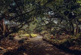 oahu s foster botanical garden a