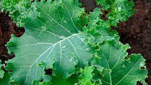 Grow Kale In Your Square Foot Garden