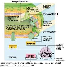 Photosynthesis Light Reaction
