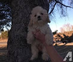 As an amazon associate i earn from qualifying purchases. Cavapoo Puppy For Sale Adoption Rescue For Sale In Midland Michigan Classified Americanlisted Com