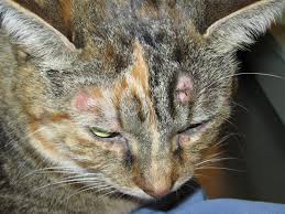A skin tag is a fleshy skin mass that can appear anywhere on a cat's body. Image Gallery Common Skin Masses Clinician S Brief