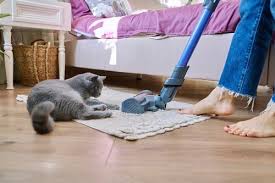 cleaning a home with a cat