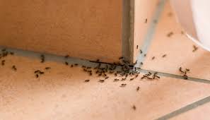 why are there ants in my bathroom