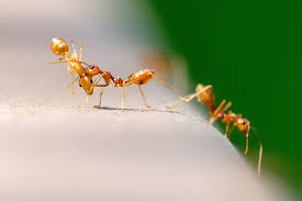 Dort kommen unten aus der wand (hinter der nichvorhandenen sesselleiste) ameisen hervor! Ameisen In Haus Und Garten Bekampfen Futura Gmbh