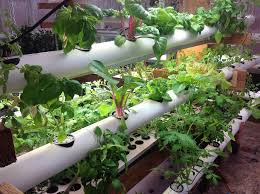 Pvc Pipe Garden Ideas What To Do With
