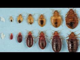 The Life Cycle Of A Bed Bug You