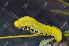 ハバチ亜目の黄色の幼虫のの写真素材・画像素材 Image 18591793