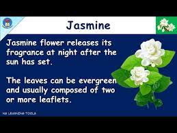 jasmine essay on jasmine