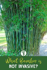 It is a great suprise, but the only problem is that there are actually many that i can choose from. Non Invasive Bamboo What Bamboo Does Not Spread