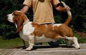 The search tool above returns a list of breeders located nearest to the zip or postal code you enter. About Stonewall Farm Bassets Ava Mo
