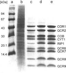 tricine an overview sciencedirect