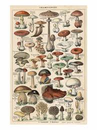 Mushroom Chart Tumblr