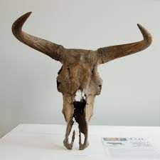 The Breeding-back Blog: The horns of the Aurochs