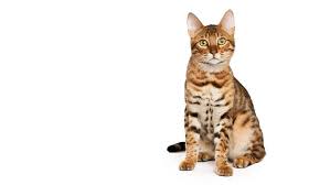 There are three additional inches in the overhead bed area, and six additional inches in the rear of the coach, including the bathroom. Bengal Cat Breed Information Purina
