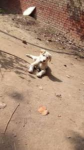 beagle dog dogs in punjab