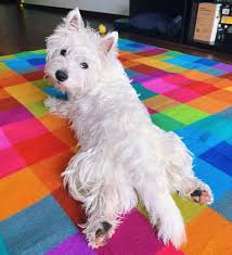 How Much Do Westies Weigh