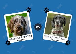 wirehaired pointing griffon vs german