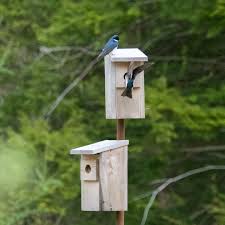 Bluebird Vs Tree Swallow