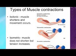 types of muscle contraction isometric