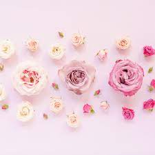 an ombre pastel rose free desktop