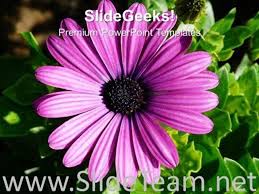 Image Of Gerbera Flower With Green Leaves Powerpoint Template