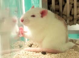 Image result for erectile dysfunction tests on rats