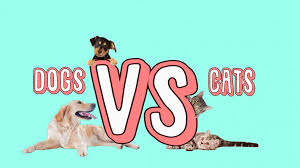 dogs vs cats the lance