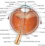 Optic nerve from www.britannica.com