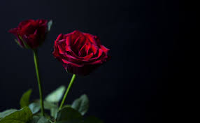 red roses on a black background for