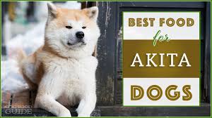 9 Best Healthiest Dog Foods For Akitas Our 2019 Review