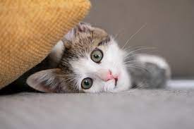 cute cat images free on freepik