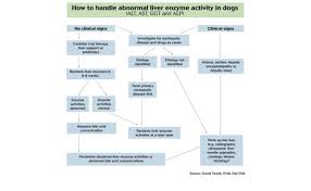 Elevated Liver Enzyme Activity In A Dog An Algorithm To