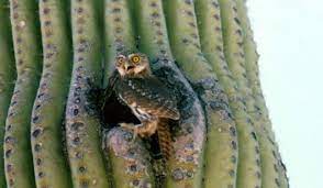 North america and south america. Owl Living In Cactus