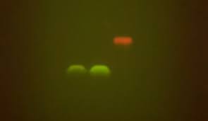 dna vs protein gel electropsis