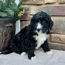 We've had a 7 pound toy produce a 50 pound (as an adult) offspring. Mr Teddy Bernedoodle Puppy 631867 Puppyspot