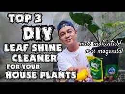 Top 3 Diy Leaf Shine Cleaner For Your