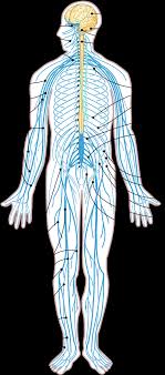 The central nervous system is composed of blank tissue in the blank and blank. Nervous System Png Nervous System Diagram Arrows Nervous System Blank Diagram 910525 Vippng