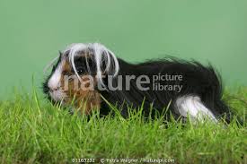 7.5 square feet cage (minimum), but more is better; Nature Picture Library Peruvian Guinea Pig Petra Wegner
