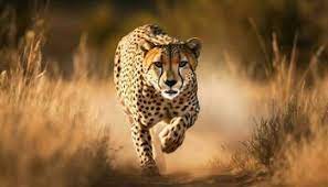cheetah stock photos images and