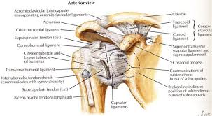 The main joint is the glenohumeral joint. Shoulder Sergery Shoulder Anatomy Upper Limb Anatomy Anatomy