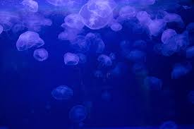 200 jellyfish wallpapers wallpapers com