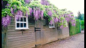 wisteria for your garden