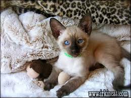 The Most Popular Siamese Kittens For Sale Mn | irkincat.com