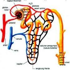 Di atas setiap ginjal terdapat kelenjar adrenal yang terbenam dalam jaringan ikat. Jurnal Sistem Urinaria Manusia Pdf