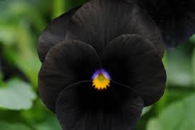Planning to start a flower garden! 40 Black Flowers And Plants Hgtv