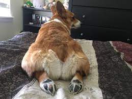 Her nickname is Bootybutt for a reason : rcorgibutts