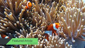 Clownfish Care Amazing Facts And Care Tips With Pictures